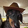 Rowdy Wofford is registered to the contest to win money with this photo: animal, black, brown, canine, close_up, companion, cowboy_hat, curious, cute, dachshund, dog, domestic_animal, ears, face, hat, indoor, kitchen, pet, portrait, snout