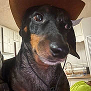 Rowdy Wofford joined the competition — help win amazing prizes! animal, black_and_tan, canine, casual, close_up, companion, cowboy_hat, curious, dachshund, dog, domestic, funny, furniture, hat_tag, indoor, kitchen, person, pet, portrait, sink