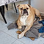 Tess a rejoint le concours — aidez-le/la à gagner de superbes lots ! dog, bulldog, pet, indoor, blanket, bone, floor, tile, paw, resting, animal, canine, fur, cute, companion, looking, chair_leg, domestic, relaxed, home