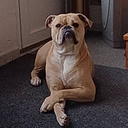 Tess participe au concours pour gagner de l'argent avec cette photo : dog, bulldog, pet, indoor, floor, carpet, crossed_paws, animal, canine, resting, muzzle, ears, fur, household, home, quiet, calm, portrait, domestic, waiting