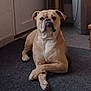animal, bulldog, calm, canine, carpet, crossed_paws, dog, domestic, ears, floor, fur, home, household, indoor, muzzle, pet, portrait, quiet, resting, waiting