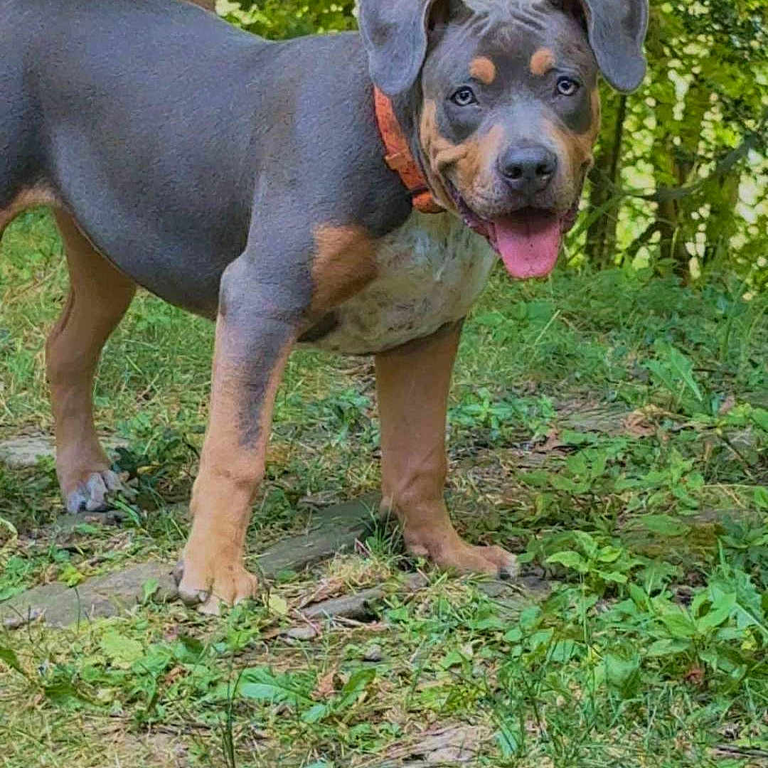 Sarabi