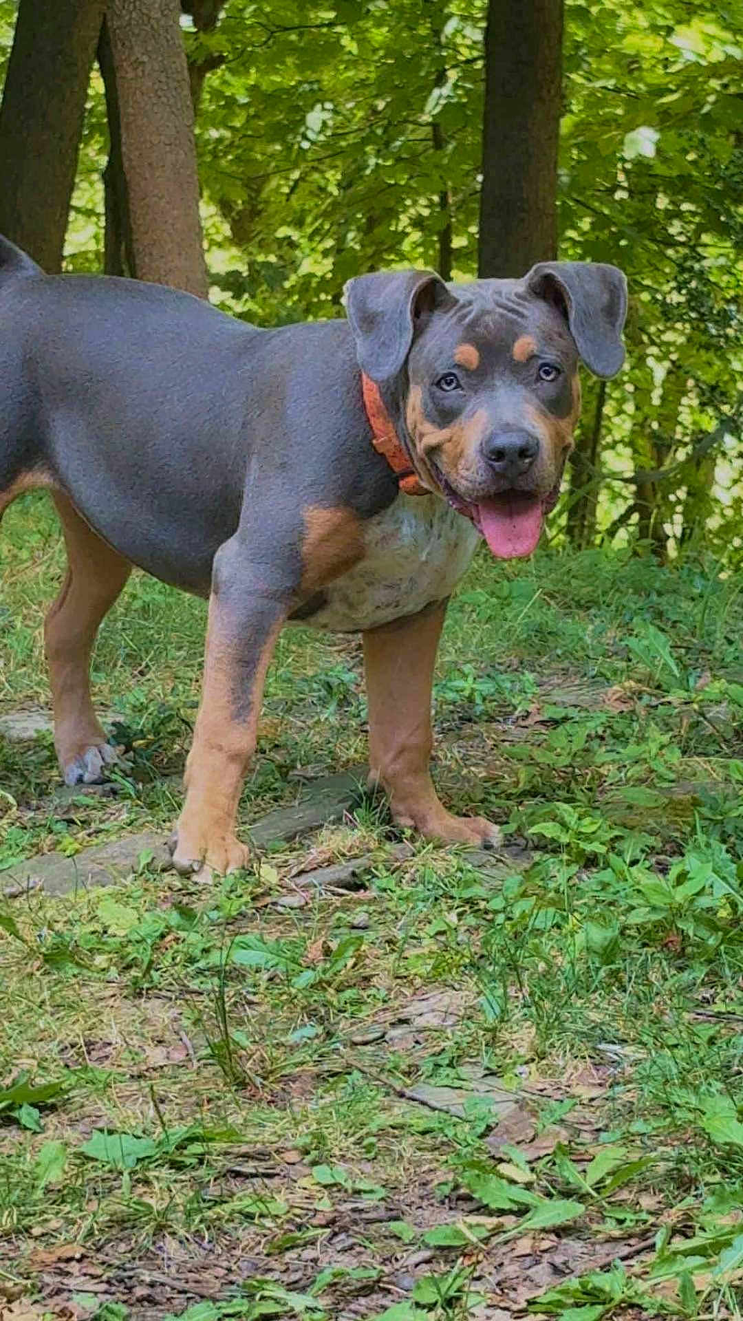 Sarabi