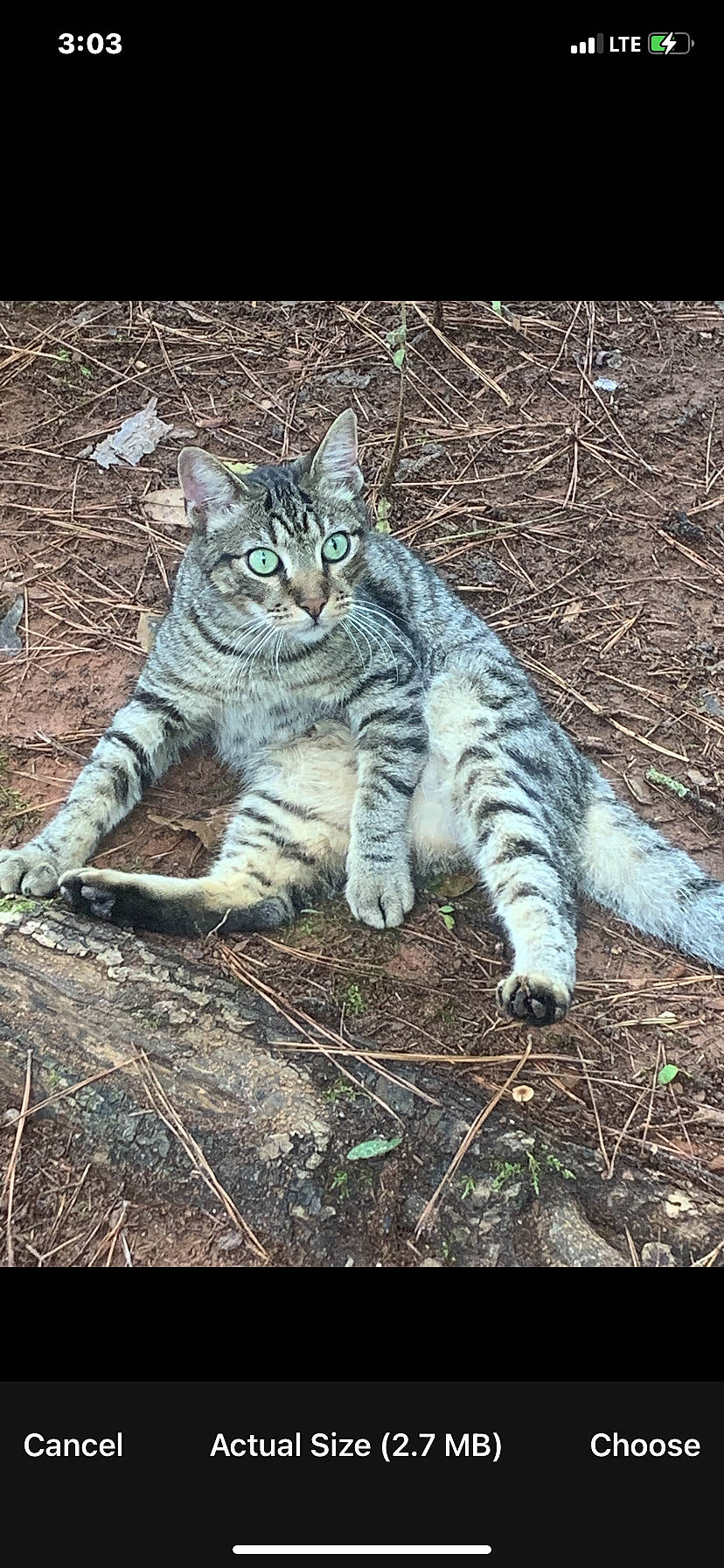 Banks is registered to the contest to win money with this photo: adaptation, carnivore, cat, claw, domestic_short_haired_cat, felidae, fur, grass, groundcover, organism, plant, small_to_medium_sized_cats, snout, soil, tail, terrestrial_animal, tree, whiskers, wildlife, wood