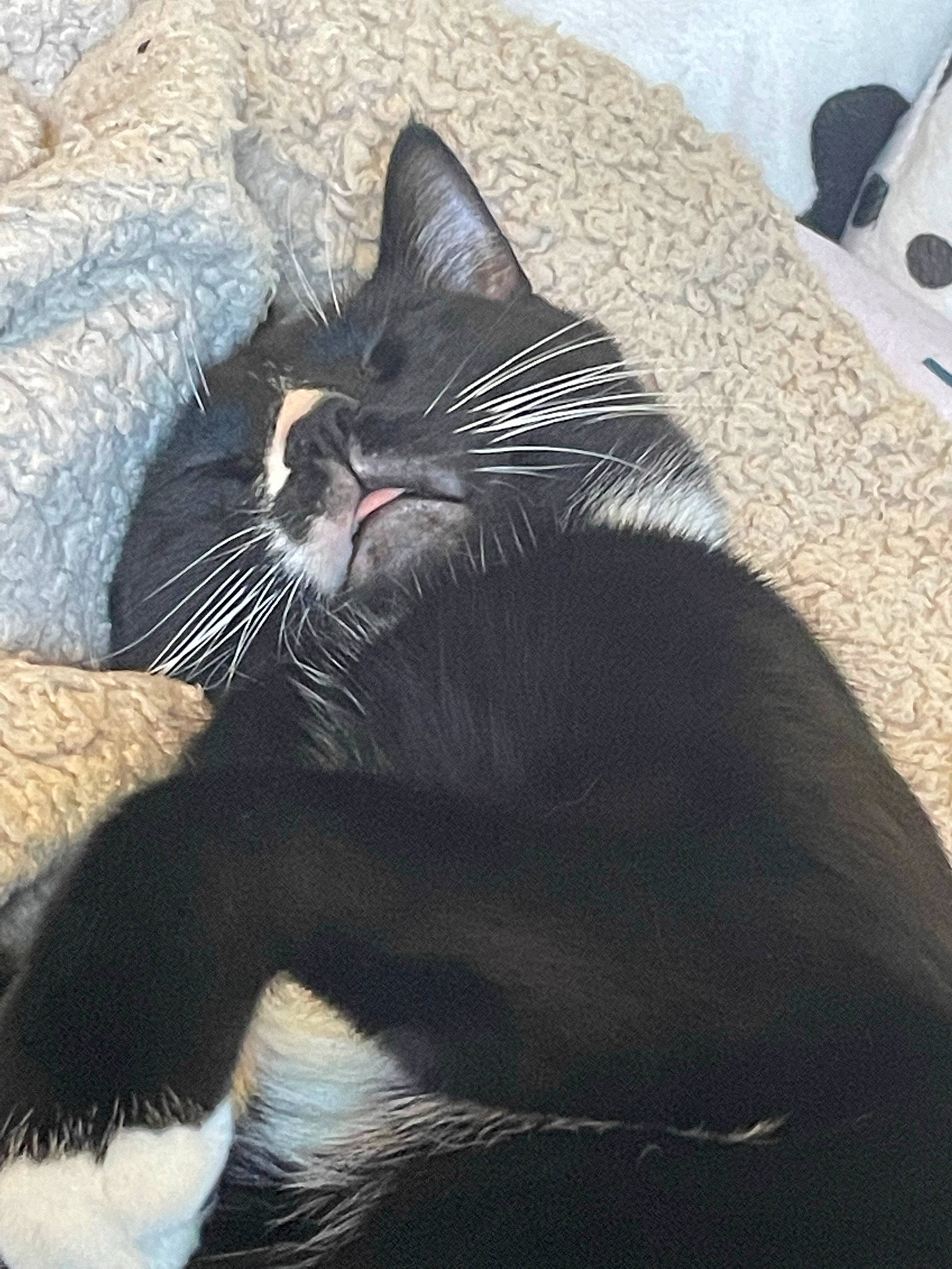 Chong is registered to the contest to win money with this photo: black_cat, carnivore, cat, comfort, domestic_short_haired_cat, eye, fang, felidae, flooring, foot, fur, grey, linens, nap, paw, small_to_medium_sized_cats, snout, tail, terrestrial_animal, whiskers