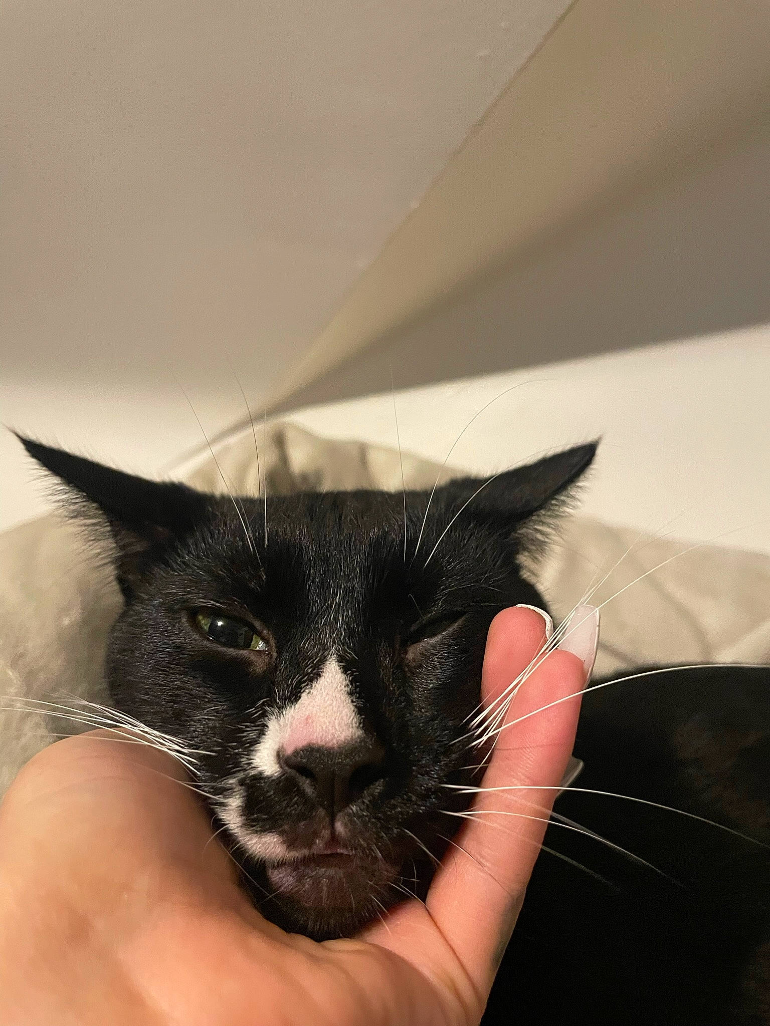 Chong is registered to the contest to win money with this photo: black_cat, carnivore, cat, claw, comfort, domestic_short_haired_cat, ear, eyelash, fashion_accessory, felidae, finger, fur, gesture, hand, nail, paw, small_to_medium_sized_cats, whiskers