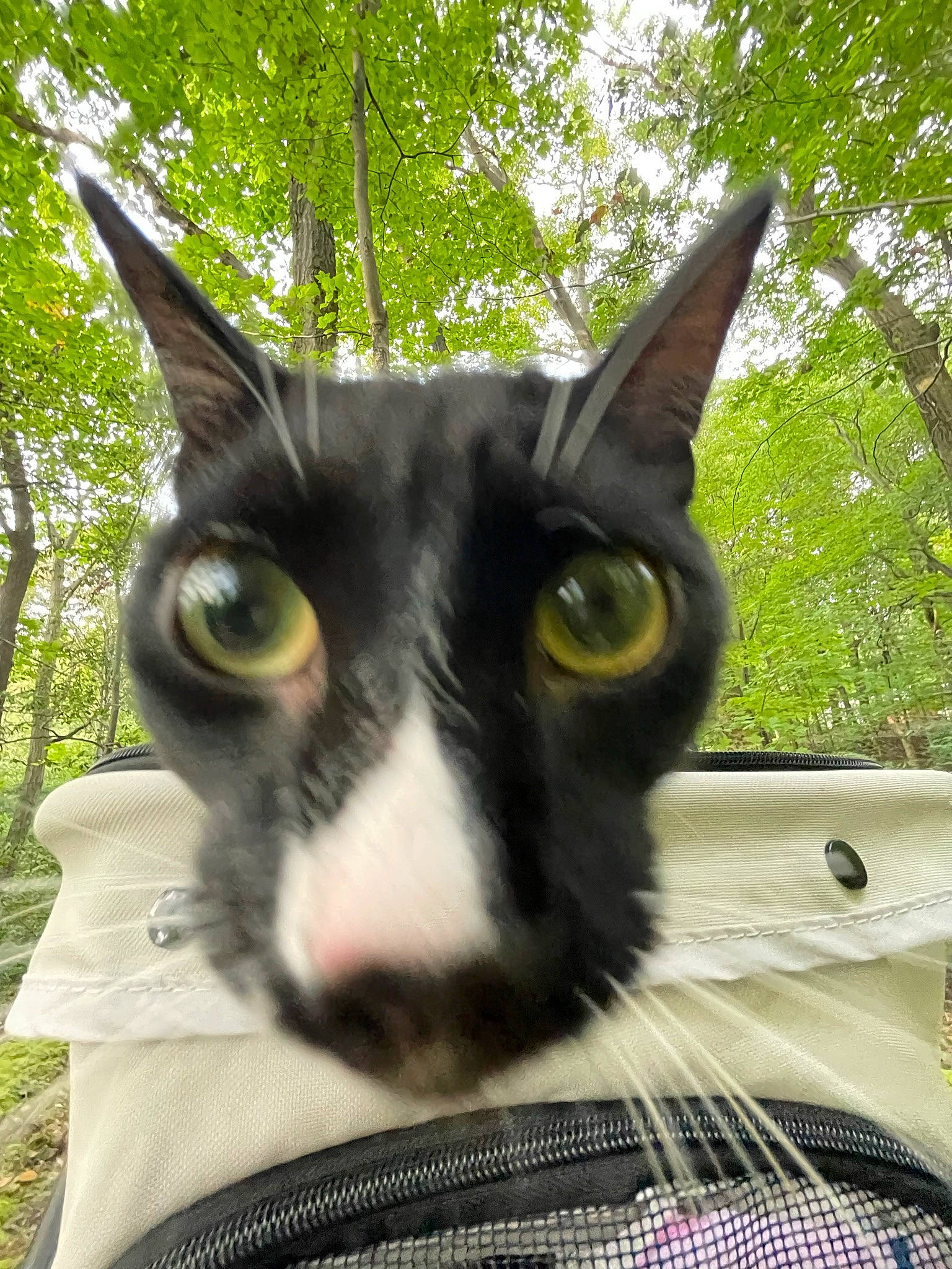 Chong joined the competition — help win amazing prizes! black_cat, carnivore, cat, domestic_short_haired_cat, ear, eye, felidae, fur, grass, pattern, personal_protective_equipment, plant, small_to_medium_sized_cats, snout, tail, tree, whiskers, wildlife