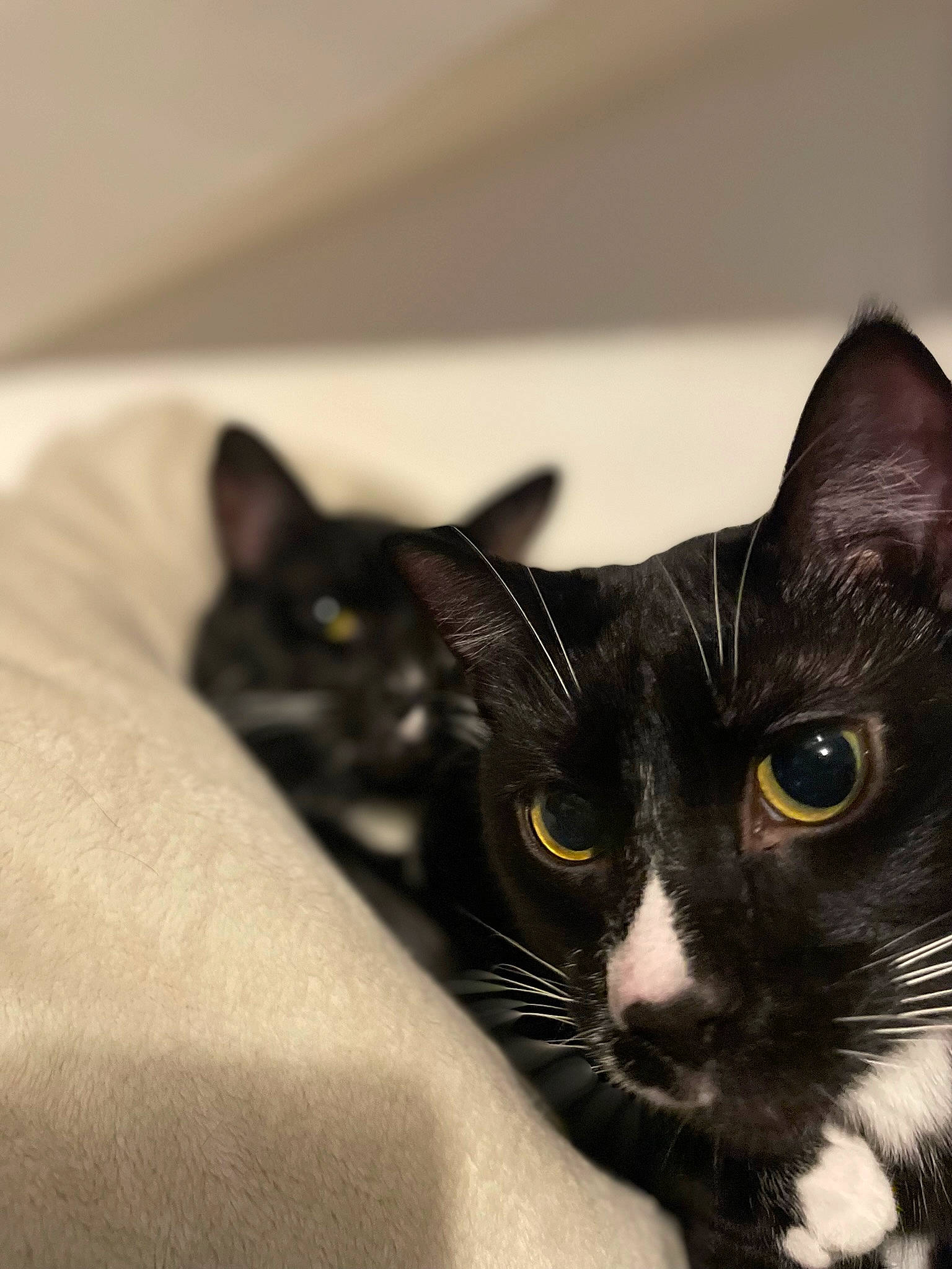 Chong is registered to the contest to win money with this photo: carnivore, cat, comfort, domestic_short_haired_cat, felidae, fur, small_to_medium_sized_cats, terrestrial_animal, whiskers