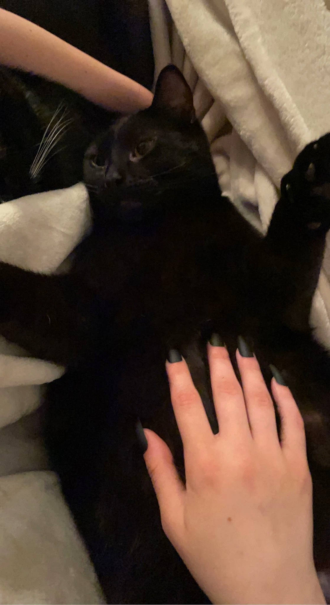 Nebula is registered to the contest to win money with this photo: black_cat, carnivore, cat, claw, comfort, domestic_short_haired_cat, electric_blue, eye, felidae, finger, fur, gesture, human_leg, nail, small_to_medium_sized_cats, snout, tail, thumb, whiskers, wrist