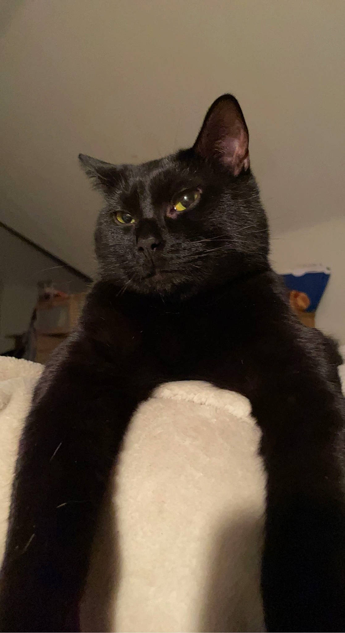 Nebula is registered to the contest to win money with this photo: black_cat, carnivore, cat, domestic_short_haired_cat, felidae, fur, iris, small_to_medium_sized_cats, snout, tail, terrestrial_animal, whiskers