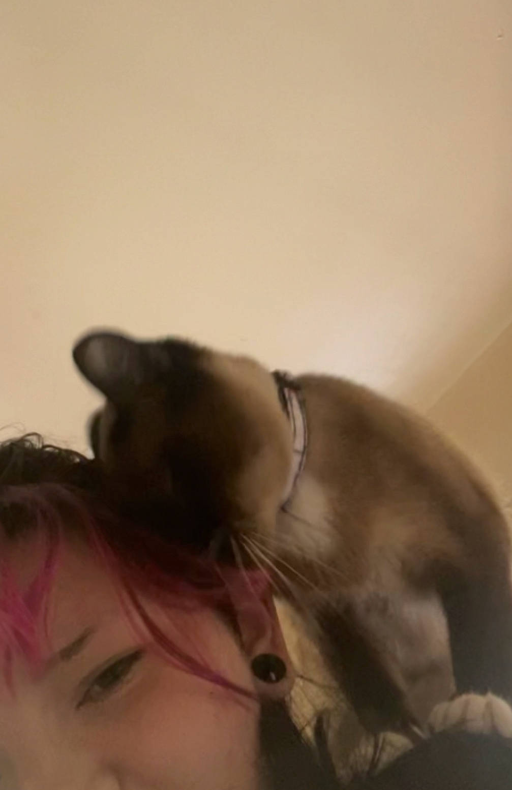 Olaf is registered to the contest to win money with this photo: abdomen, barechested, carnivore, cat, chest, comfort, companion_dog, ear, elbow, eyelash, fawn, felidae, fur, gesture, paw, selfie, small_to_medium_sized_cats, tail, trunk, whiskers