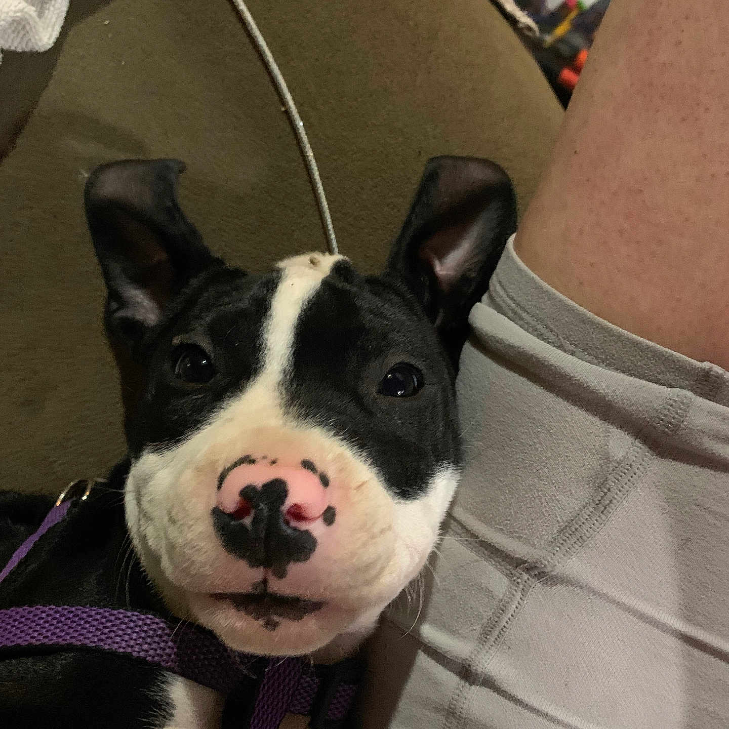 Daisy Elizabeth is registered to the contest to win money with this photo: animal, black_and_white, canine, close_up, companion, couch, cute, dog, domestic, ears, fabric, indoor, leg, nose, person, pet, puppy, shorts, snout, young