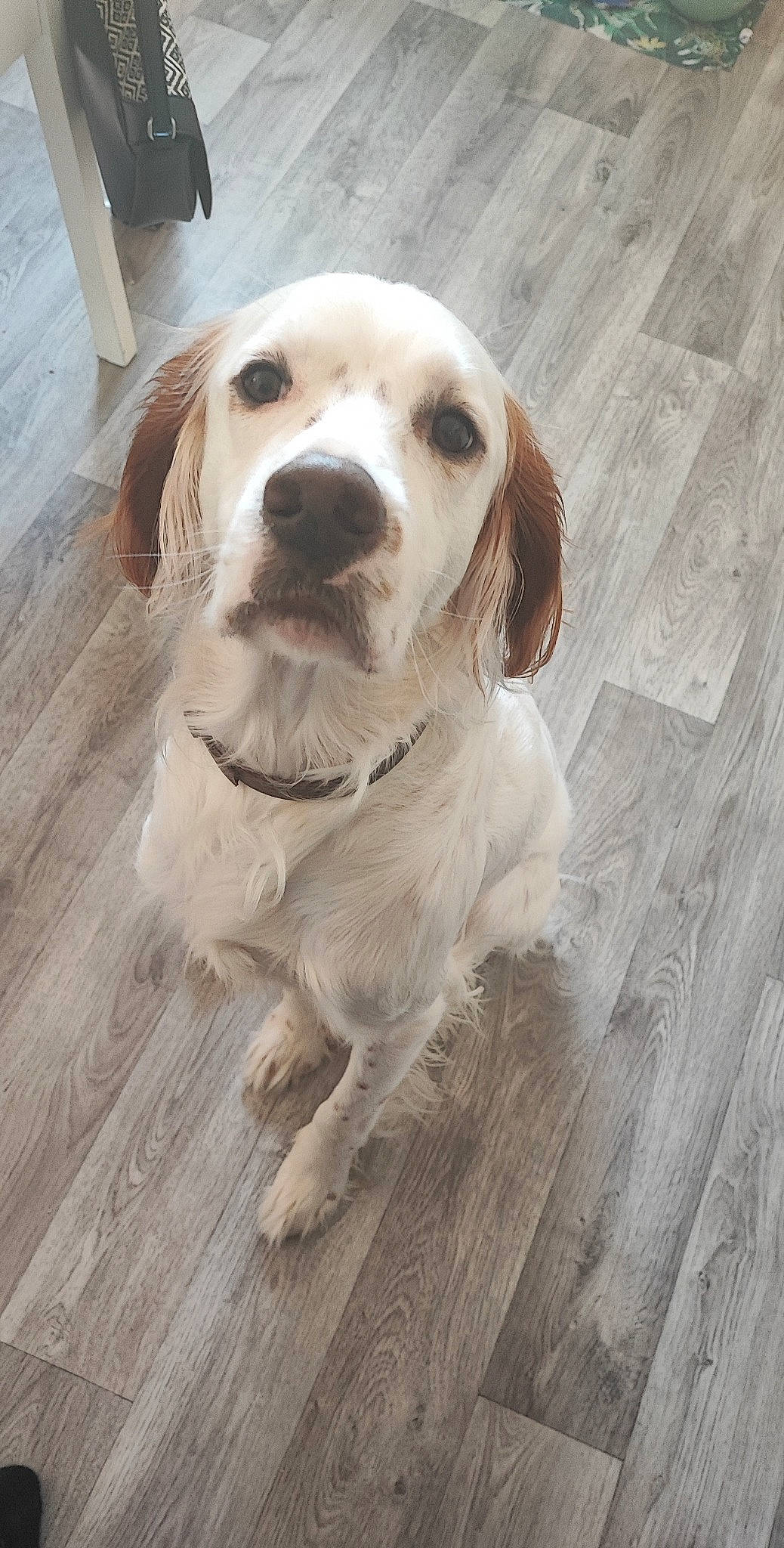 Hatchi a rejoint le concours — aidez-le/la à gagner de superbes lots ! canidae, carnivore, companion_dog, dog, dog_breed, fawn, floor, flooring, gun_dog, hardwood, laminate_flooring, plank, snout, sporting_group, varnish, whiskers, wood, wood_flooring, wood_stain, working_animal