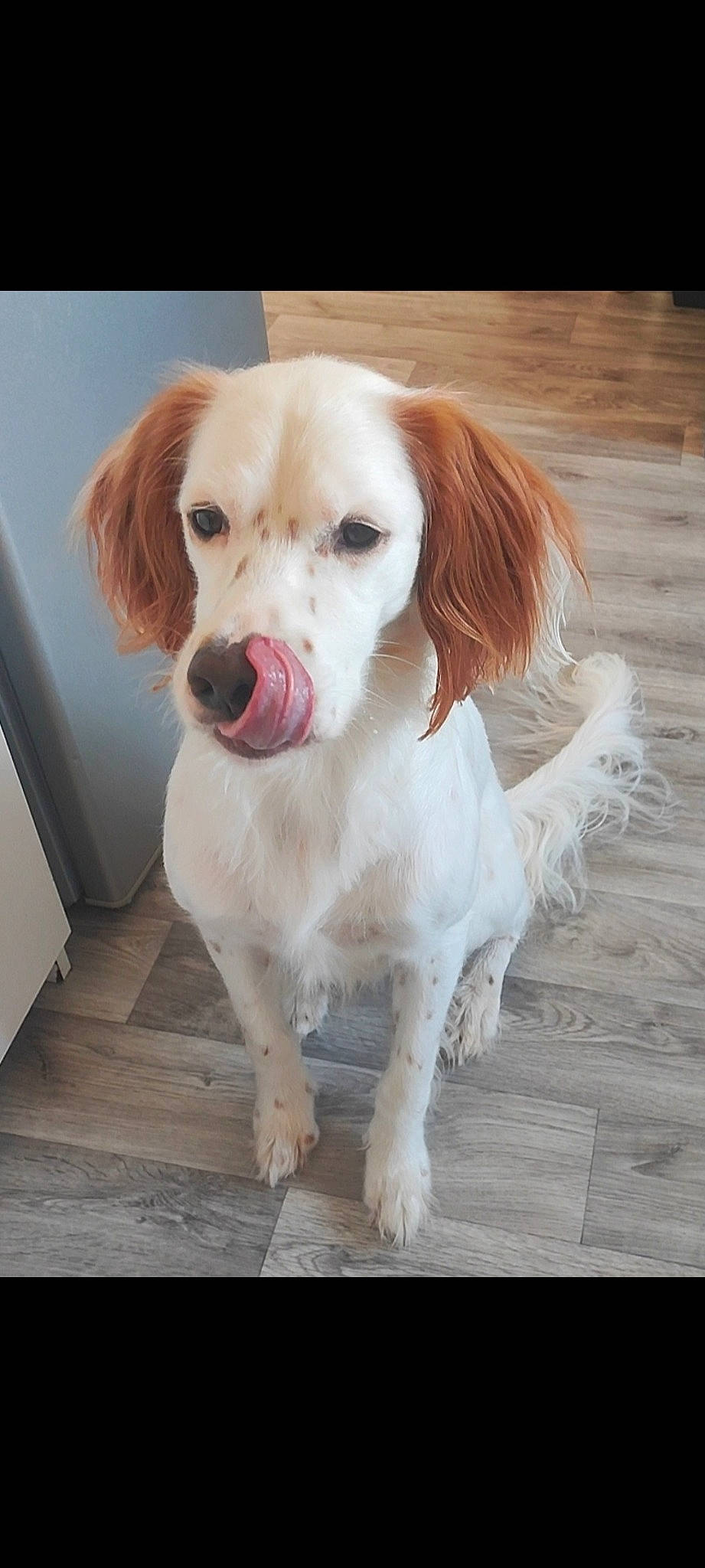 Hatchi a rejoint le concours — aidez-le/la à gagner de superbes lots ! canidae, carnivore, circle, companion_dog, dog, dog_breed, dog_supply, fawn, flooring, fur, hardwood, liver, paw, snout, sporting_group, toy_dog, whiskers, wood, working_animal