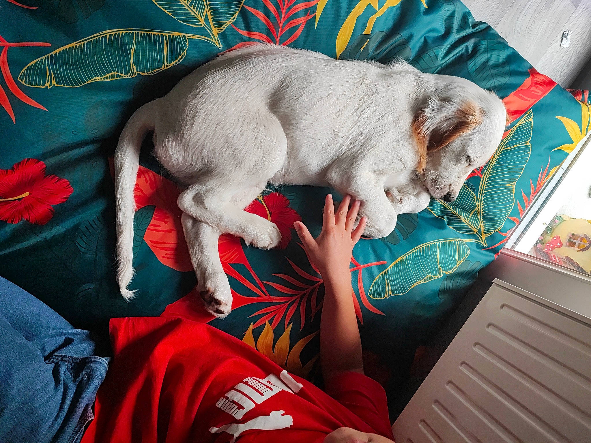 Hatchi a rejoint le concours — aidez-le/la à gagner de superbes lots ! canidae, carnivore, comfort, companion_dog, dog, dog_breed, fawn, felidae, fur, gesture, linens, nap, paw, small_to_medium_sized_cats, snout, sporting_group, tail, textile, toy_dog, working_animal