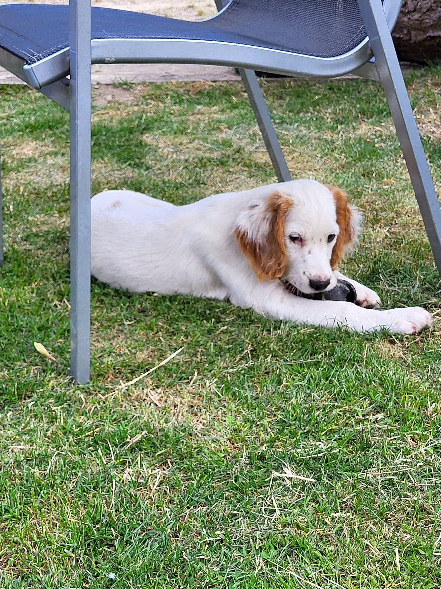 Hatchi participe au concours pour gagner de l'argent avec cette photo : carnivore, chair, companion_dog, dog, dog_breed, grass, gun_dog, outdoor_furniture, plant, retriever, sporting_group, tail