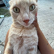 Bigmac is registered to the contest to win money with this photo: cat, close_up, pet, feline, whiskers, green_eyes, outdoor, concrete, driveway, human_hand, human_arm, fur, curious, domestic_cat, portrait, vehicle, license_plate, nose, big_eyes, cute