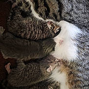 Mcchicken is registered to the contest to win money with this photo: cat, kitten, kittens, mother_cat, nursing, fur, tabby, cuddling, sleeping, close_up, pet, animal, mammal, newborn, indoor, cozy, whiskers, paw, striped, litter