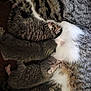cat, kitten, kittens, mother_cat, nursing, fur, tabby, cuddling, sleeping, close_up, pet, animal, mammal, newborn, indoor, cozy, whiskers, paw, striped, litter