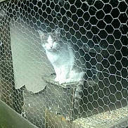 Sushis participe au concours pour gagner de l'argent avec cette photo : animal, background, cage, cat, daylight, enclosure, fence, gray, greenery, hexagonal_pattern, nature, outdoor, pet, platform, quiet, sitting, white, wildlife, wire_mesh, wood