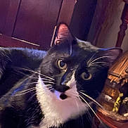 Boots is registered to the contest to win money with this photo: animal, black_and_white, cat, close_up, cozy, curious, domestic, eye_contact, feline, household, indoor, paws, pet, portrait, relaxed, soft_lighting, table, tuxedo_cat, whiskers, wooden_furniture