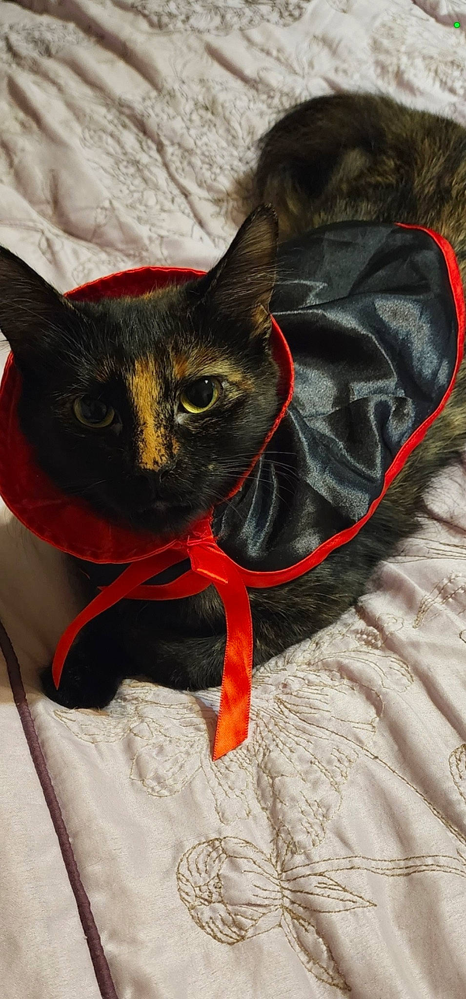 Fancy is registered to the contest to win money with this photo: bag, black_cat, bombay, carmine, carnivore, cat, cat_supply, claw, collar, comfort, domestic_short_haired_cat, fashion_accessory, fawn, felidae, fur, pet_supply, small_to_medium_sized_cats, snout, tail, whiskers