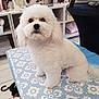 dog, white_dog, fluffy, pet, indoor, sitting, curious, animal, cute, fur, table, patterned_surface, shelving, pet_bed, tiles, cozy, domestic, companion, friendly, small_dog