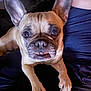 dog, french_bulldog, pet, animal, close_up, ears, teeth, brown, cute, face, paw, resting, indoor, fur, canine, companion, looking, expression, snout, person_arm