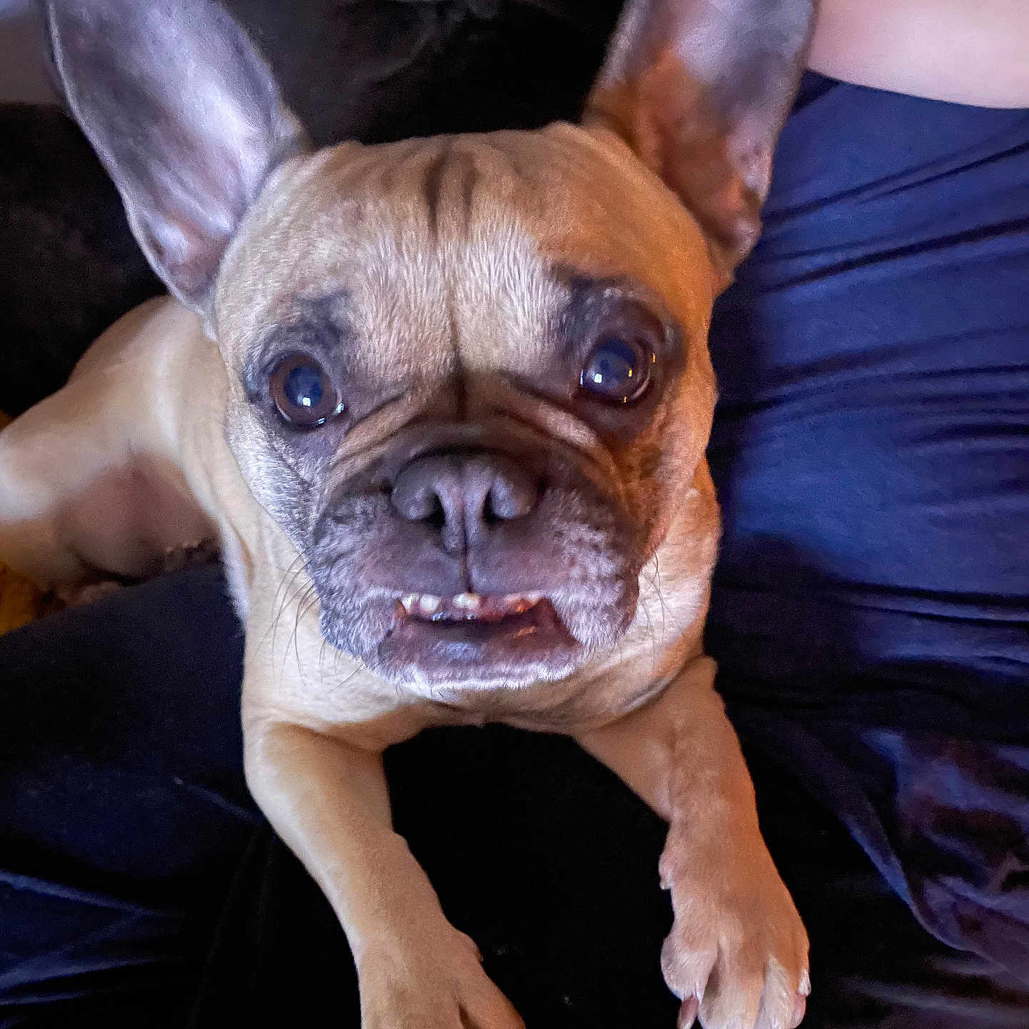 Plume a rejoint le concours — aidez-le/la à gagner de superbes lots ! animal, brown, canine, close_up, companion, cute, dog, ears, expression, face, french_bulldog, fur, indoor, looking, paw, person_arm, pet, resting, snout, teeth