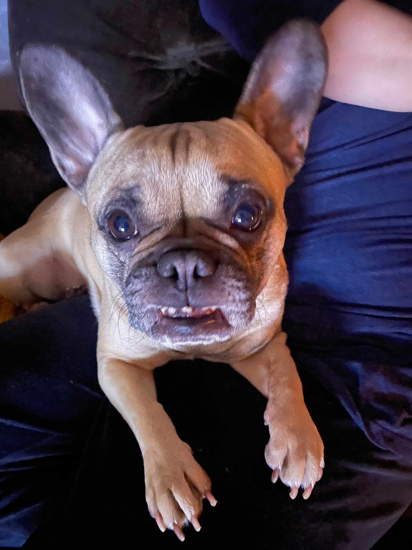 Plume a rejoint le concours — aidez-le/la à gagner de superbes lots ! dog, french_bulldog, pet, animal, close_up, ears, teeth, brown, cute, face, paw, resting, indoor, fur, canine, companion, looking, expression, snout, person_arm