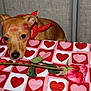 Nacho is registered to the contest to win money with this photo: dog, red_bow, lipstick_kiss_marks, heart_pattern, tablecloth, pink_rose, dog_bone_treat, pet, indoor, cute, sniffing, red, pink, animal, closeup, adorable, romantic, love, portrait, face