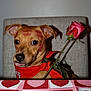 Nacho is registered to the contest to win money with this photo: dog, rose, lipstick_marks, red_bandana, heart_pattern, tablecloth, pet, cute, valentines, flower, tongue_out, indoor, chair, brown_dog, portrait, love, romantic, animal, funny, expression