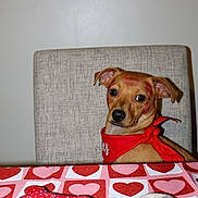 Nacho is registered to the contest to win money with this photo: dog, bandana, table, heart_pattern, treats, valentine, lipstick_kiss, red, brown_dog, face_markings, pet, indoor, chair, cute, animal, looking_at_camera, snout, ears, food, celebration
