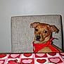 dog, bandana, table, heart_pattern, treats, valentine, lipstick_kiss, red, brown_dog, face_markings, pet, indoor, chair, cute, animal, looking_at_camera, snout, ears, food, celebration