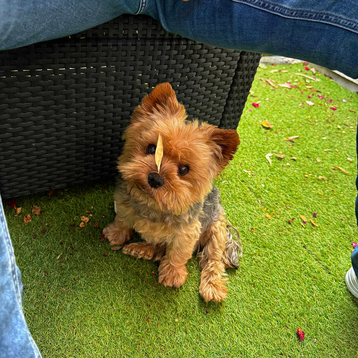 James participe au concours pour gagner de l'argent avec cette photo : animal_portrait, backyard, brown_fur, chair, companion_animal, dog, fluffy, garden, grass, jeans, leaf, nose, outdoor, person, pet, puppy, sitting, small_dog, woven_furniture, yorkshire_terrier