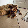animal_photography, black_and_tan, brown_fur, cute, dog, dog_bed, door, home, indoors, lying_down, pet, playful, pointed_ears, portrait, puppy, room, small_dog, tile_floor, tongue_out, yorkshire_terrier