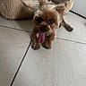 black_nose, brown_fur, closeup, cute, dog, dog_bed, floppy_ears, home, indoor, long_hair, panting, pet, playful, portrait, sitting, small_dog, tile_floor, tongue_out, toy_breed, yorkshire_terrier