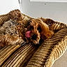 James a rejoint le concours — aidez-le/la à gagner de superbes lots ! brown_fur, close_up, cushion, cute, dog, fluffy, funny, home, indoor, long_hair, lying_down, pet_bed, portrait, puppy, relaxed, sleeping, small_dog, sunlight, tongue_out, white_door
