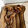 James participe au concours pour gagner de l'argent avec cette photo : belly_up, brown_fur, chew_toy, cute, dog, dog_bed, doorway, fluffy, home, indoor, long_hair, lying_down, pet, pet_bed, playful, puppy, relaxed, small_dog, tile_floor, tongue_out