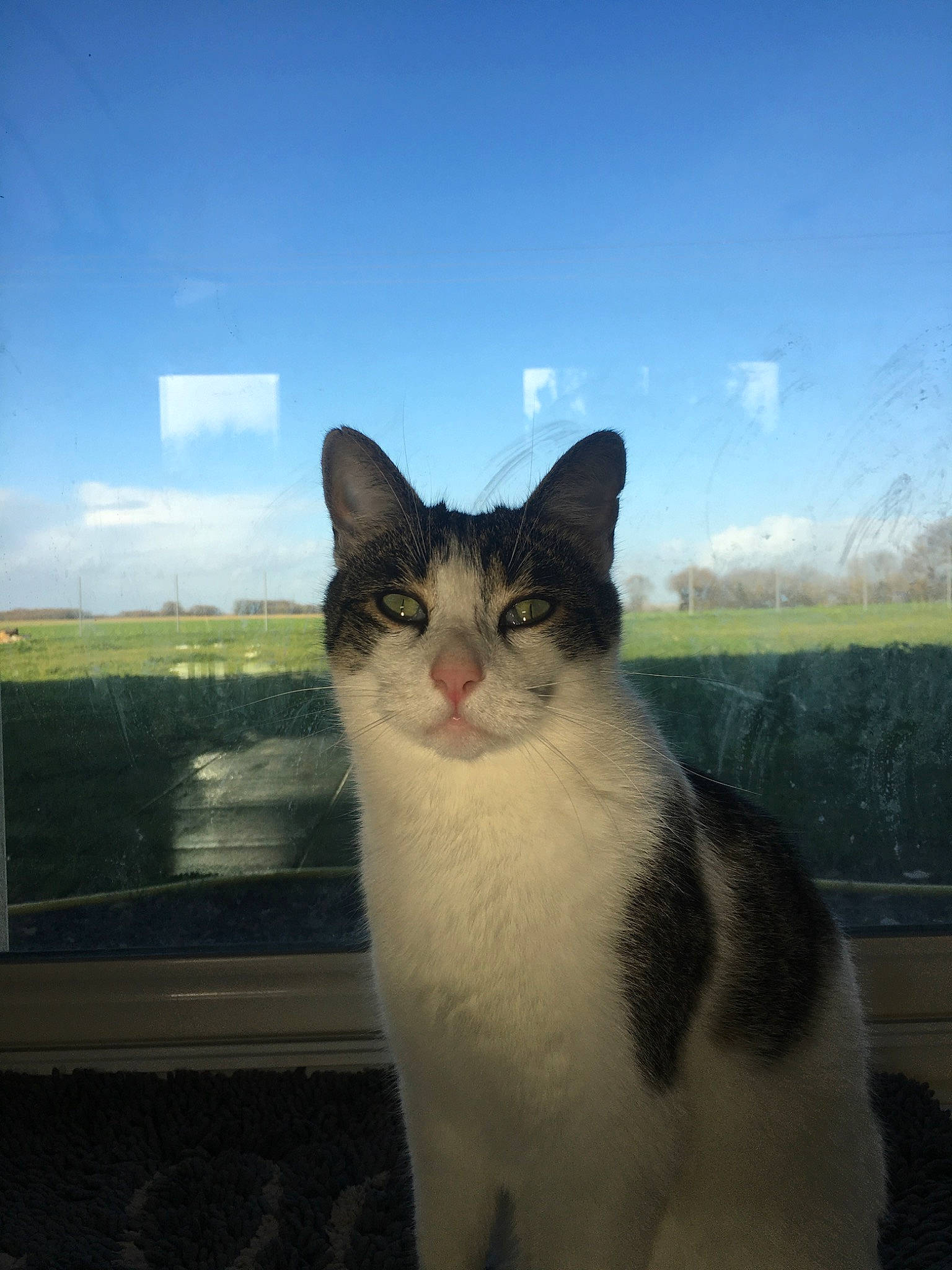 Madou participe au concours pour gagner de l'argent avec cette photo : aegean_cat, american_wirehair, carnivore, cat, domestic_short_haired_cat, european_shorthair, felidae, japanese_bobtail, sky, small_to_medium_sized_cats, whiskers, window