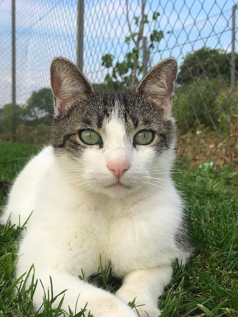 Madou a rejoint le concours — aidez-le/la à gagner de superbes lots ! aegean_cat, american_wirehair, carnivore, cat, domestic_short_haired_cat, european_shorthair, felidae, grass, japanese_bobtail, mammal, plant, polydactyl_cat, small_to_medium_sized_cats, snout, tabby_cat, whiskers