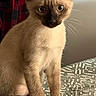 cat, kitten, siamese_cat, animal, pet, feline, blue_eyes, dark_points, whiskers, fur, sitting, portrait, indoors, bed, bedspread, patterned_fabric, red_curtain, close_up, wide_eyed, cute