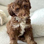 Sienna joined the competition — help win amazing prizes! puppy, dog, brown_fur, white_fur, fluffy, cute, pet, indoor, couch, sofa, head_tilt, young_dog, curious, close_up, fur, sitting, cozy, portrait, animal, domestic_animal