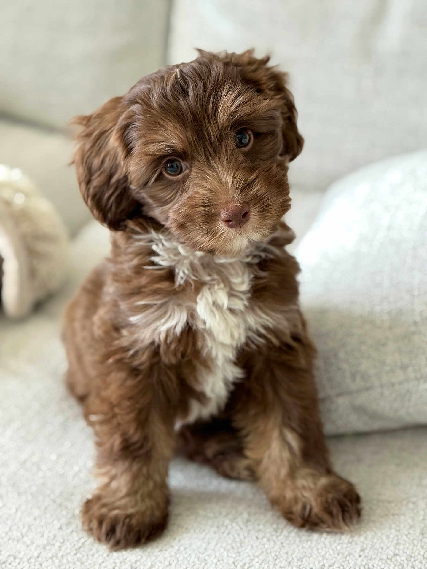Sienna joined the competition — help win amazing prizes! puppy, dog, brown_fur, white_fur, fluffy, cute, pet, indoor, couch, sofa, head_tilt, young_dog, curious, close_up, fur, sitting, cozy, portrait, animal, domestic_animal