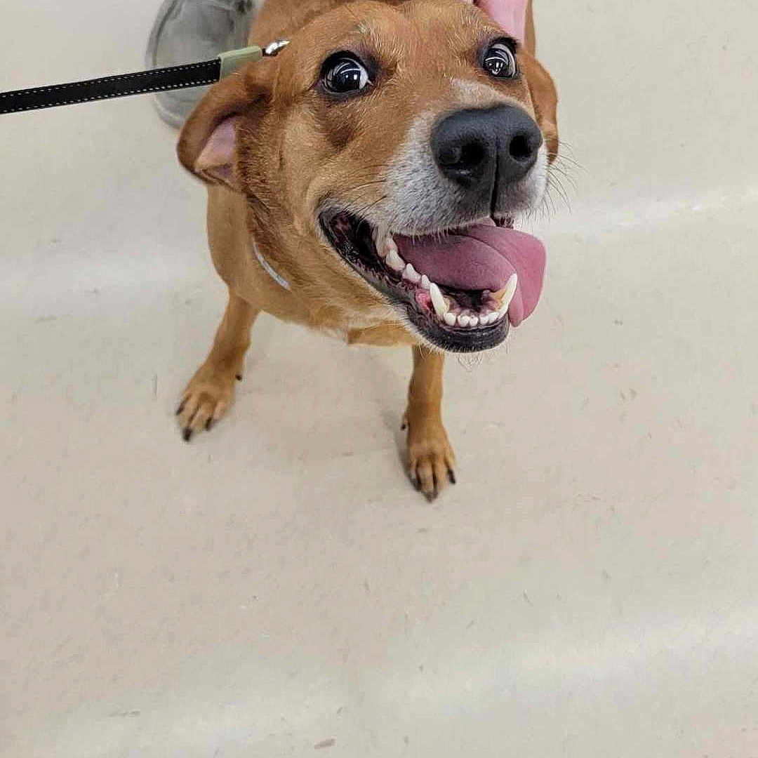Kiwi joined the competition — help win amazing prizes! accessories, animal, bodypart, boxer, bulldog, canine, clothing, dog, finger, footwear, hand, hound, leash, pants, person, pet, puppy, shoe, snout, strap