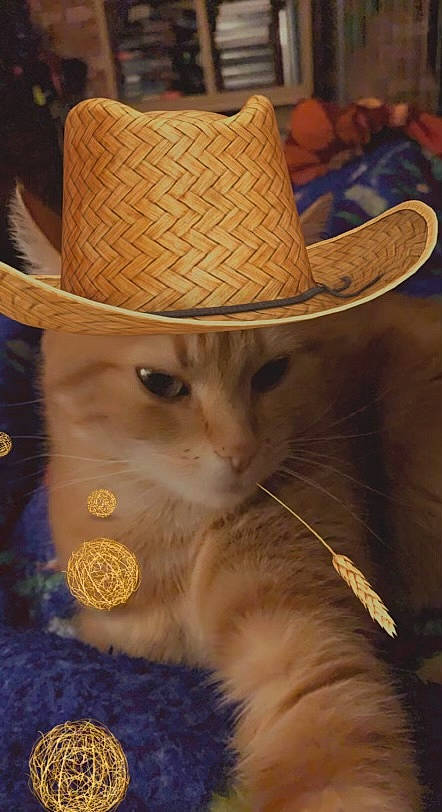 Kurama participe au concours pour gagner de l'argent avec cette photo : basket, cat, costume_hat, cowboy_hat, electric_blue, fashion_accessory, fawn, fedora, felidae, fur, hat, headgear, light, small_to_medium_sized_cats, snout, sombrero, sun_hat, whiskers, wood, working_animal