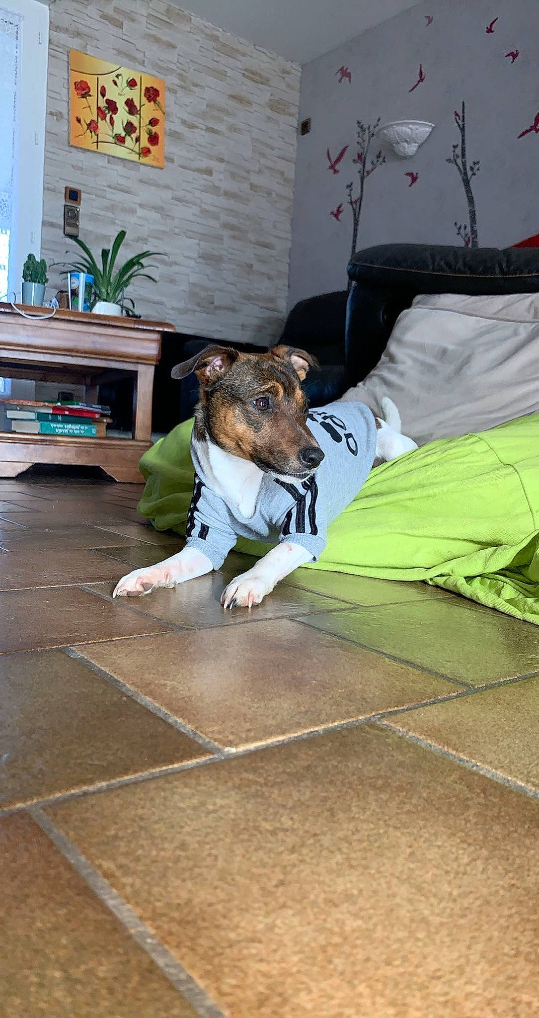 Rock a rejoint le concours — aidez-le/la à gagner de superbes lots ! ball, canidae, carnivore, companion_dog, dog, dog_breed, dog_supply, fawn, flooring, flowerpot, grass, hardwood, houseplant, leash, picture_frame, plant, snout, sporting_group, tail, whiskers