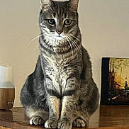 Oslo participe au concours pour gagner de l'argent avec cette photo : animal, calm, cat, curious, domestic_cat, ears, eyes, face, feline, fur, household, indoor, pet, portrait, quiet, sitting, tabby, table, whiskers, wooden_surface