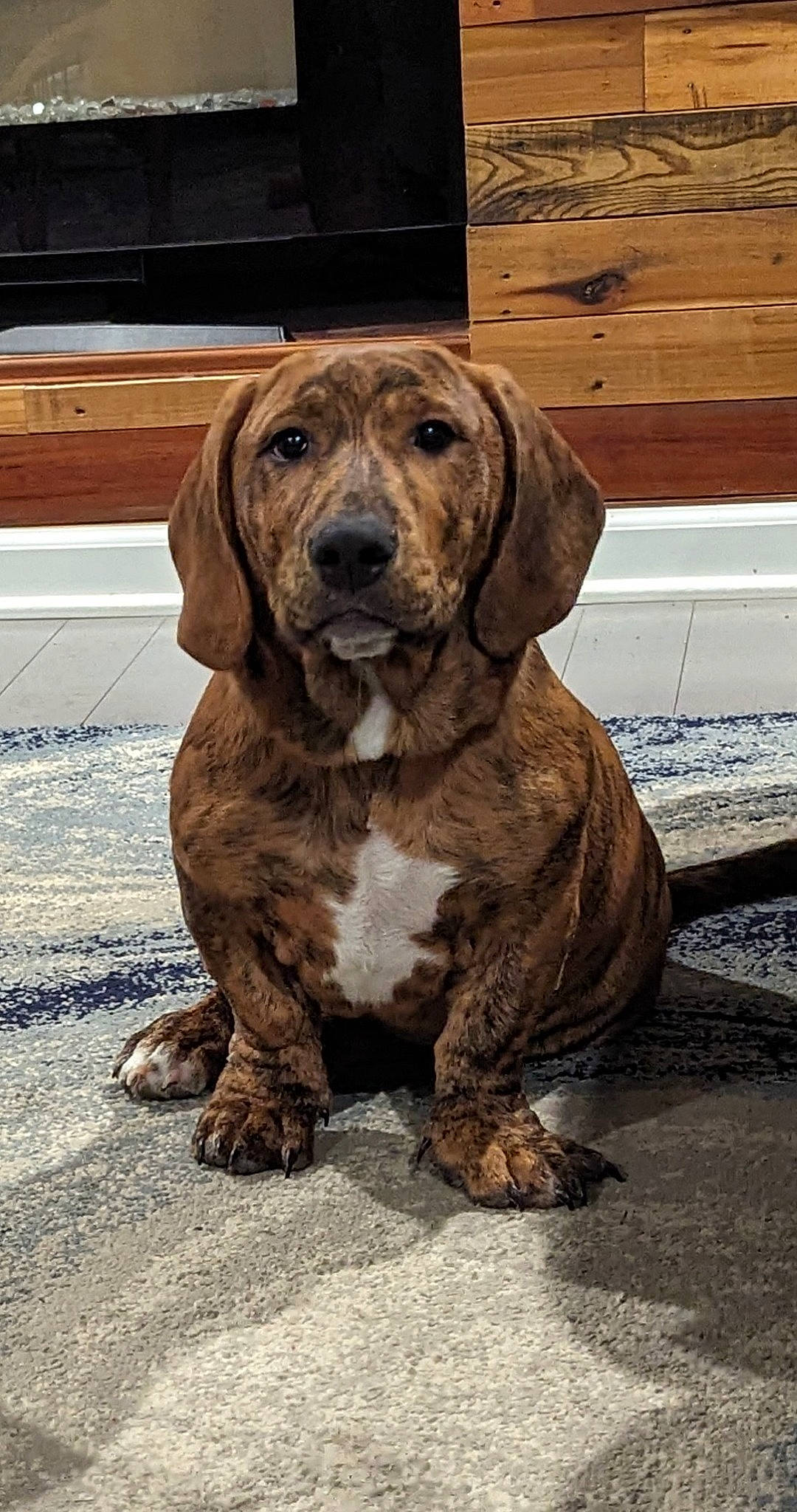 Rusty joined the competition — help win amazing prizes! biting, brown, canidae, carnivore, companion_dog, dog, dog_breed, fawn, fur, gun_dog, hound, hunting_dog, liver, natural_material, snout, sporting_group, terrestrial_animal, wood, working_animal