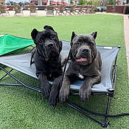 Draxx And Groot is registered to the contest to win money with this photo: animal, black_dog, canine, close_up, companions, cute, daylight, dog, ears_up, fenced_area, grass, gray_dog, leash, outdoor, park, pet_bed, portrait, relaxed, resting, two_dogs